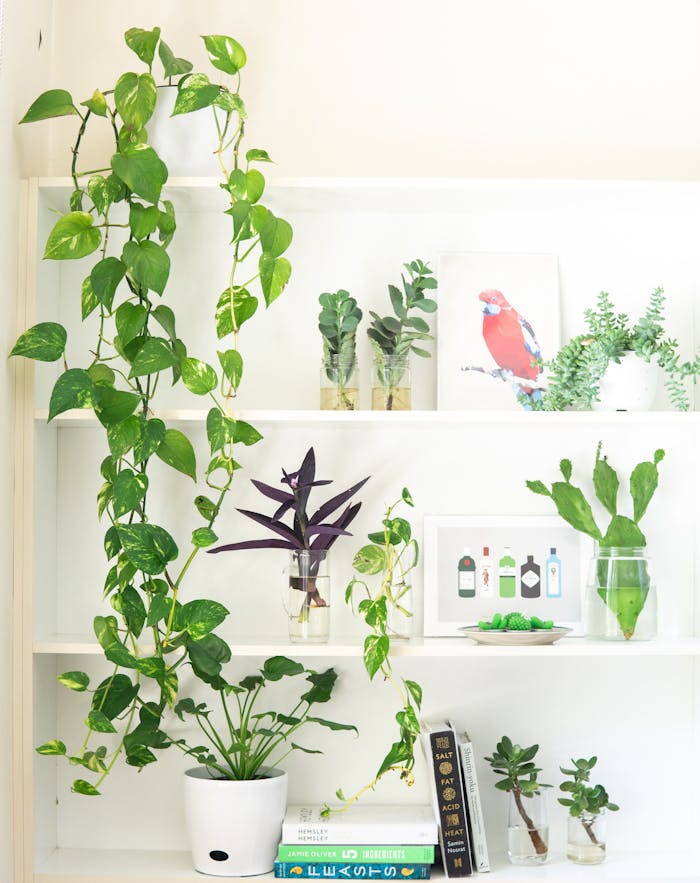 services-03 A well-styled indoor shelf featuring a variety of houseplants and framed artwork.